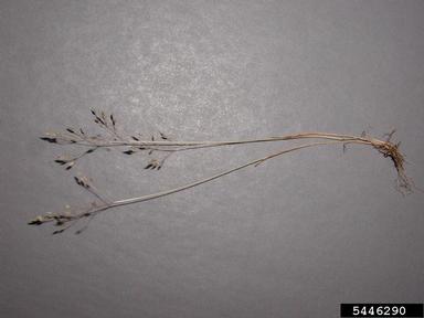 silver hairgrass, Aira caryophyllea  (Cyperales: Poaceae) - 5446290