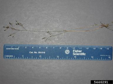 silver hairgrass, Aira caryophyllea  (Cyperales: Poaceae) - 5446291