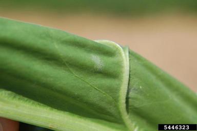 powdery mildew (Erysiphe betae ) on sugar beet (Beta vulgaris ssp. vulgaris (sugar beet group)) - 5446323