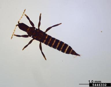 slash pine flower thrips, Gnophothrips fuscus  (Thysanoptera: Phlaeothripidae) - 5446332