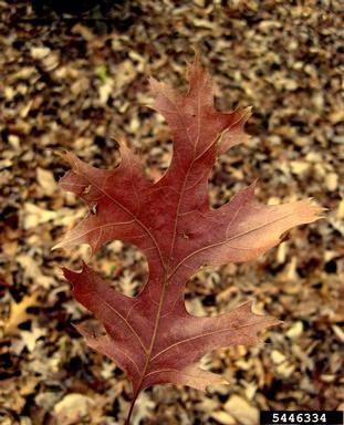 oak, Quercus spp.  (Fagales: Fagaceae) - 5446334