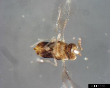  parasitoid wasp, Encarsia citrina  (Hymenoptera: Aphelinidae) - 5446335