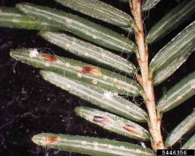 elongate hemlock scale, Fiorinia externa  (Hemiptera: Diaspididae) - 5446356
