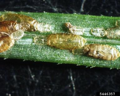 elongate hemlock scale, Fiorinia externa  (Hemiptera: Diaspididae) - 5446357