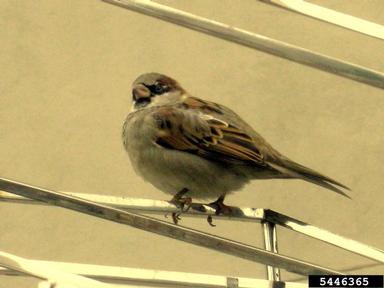 house sparrow, Passer domesticus  (Passeriformes: Passeridae) - 5446365