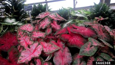 heart of Jesus, Caladium bicolor  (Arales: Araceae) - 5446368