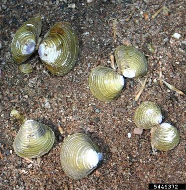 Asian clam, Corbicula fluminea  (Veneroida: Corbiculidae) - 5446372