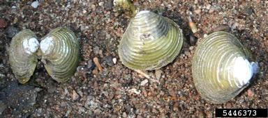 Asian clam, Corbicula fluminea  (Veneroida: Corbiculidae) - 5446373