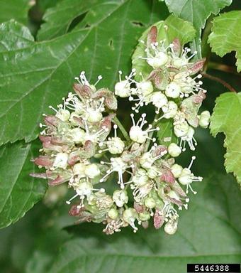 Amur maple, Acer ginnala  (Sapindales: Aceraceae) - 5446388