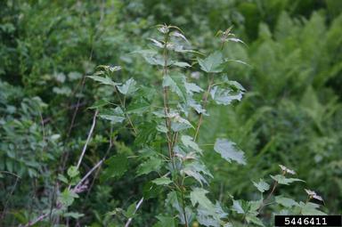 Amur maple, Acer ginnala  (Sapindales: Aceraceae) - 5446411
