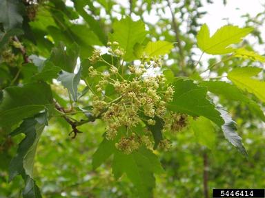Amur maple, Acer ginnala  (Sapindales: Aceraceae) - 5446414