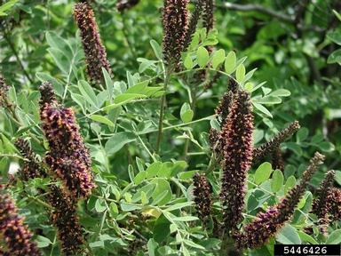 indigobush, Amorpha fruticosa  (Fabales: Fabaceae (Leguminosae)) - 5446426