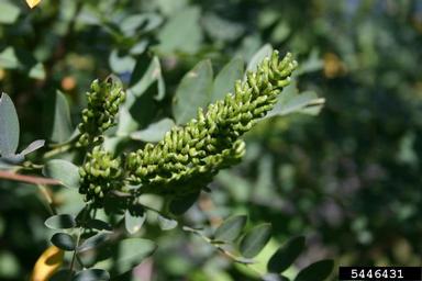 indigobush, Amorpha fruticosa  (Fabales: Fabaceae (Leguminosae)) - 5446431
