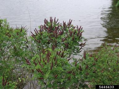 indigobush, Amorpha fruticosa  (Fabales: Fabaceae (Leguminosae)) - 5446433