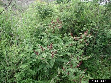 indigobush, Amorpha fruticosa  (Fabales: Fabaceae (Leguminosae)) - 5446446