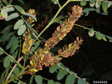 indigobush, Amorpha fruticosa  (Fabales: Fabaceae (Leguminosae)) - 5446454