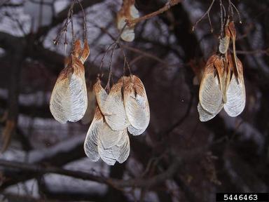 Amur maple, Acer ginnala  (Sapindales: Aceraceae) - 5446463