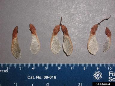 Amur maple, Acer ginnala  (Sapindales: Aceraceae) - 5446464