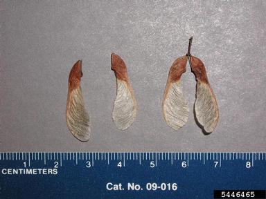 Amur maple, Acer ginnala  (Sapindales: Aceraceae) - 5446465