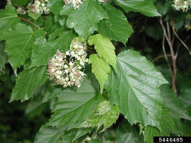 Amur maple, Acer ginnala  (Sapindales: Aceraceae) - 5446485