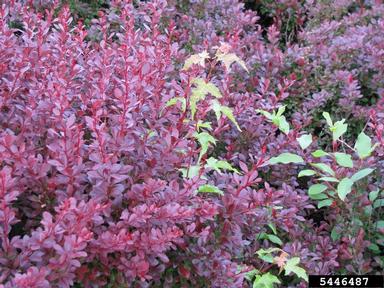 Amur maple, Acer ginnala  (Sapindales: Aceraceae) - 5446487