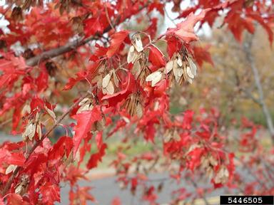 Amur maple, Acer ginnala  (Sapindales: Aceraceae) - 5446505