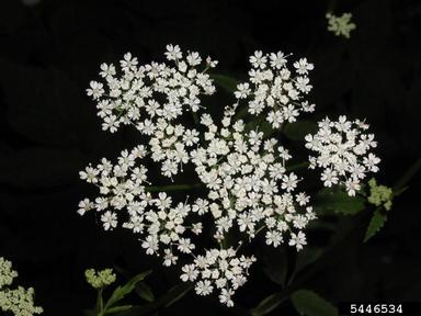 bishops goutweed, Aegopodium podagraria  (Apiales: Apiaceae) - 5446534