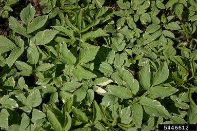 bishops goutweed, Aegopodium podagraria  (Apiales: Apiaceae) - 5446612
