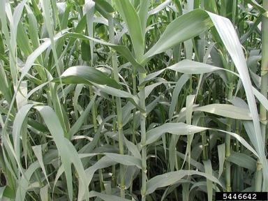giant reed, Arundo donax  (Cyperales: Poaceae) - 5446642