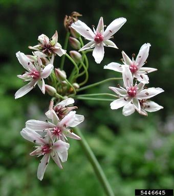 flowering rush, Butomus umbellatus  (Alismatales: Butomaceae) - 5446645