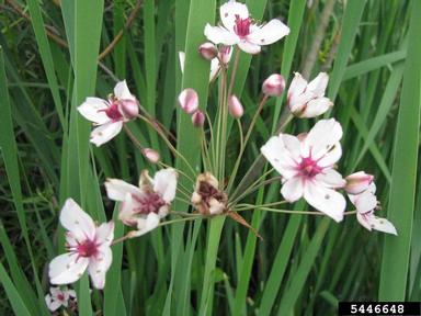 flowering rush, Butomus umbellatus  (Alismatales: Butomaceae) - 5446648