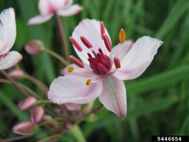 flowering rush, Butomus umbellatus  (Alismatales: Butomaceae) - 5446654