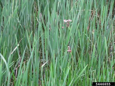 flowering rush, Butomus umbellatus  (Alismatales: Butomaceae) - 5446655