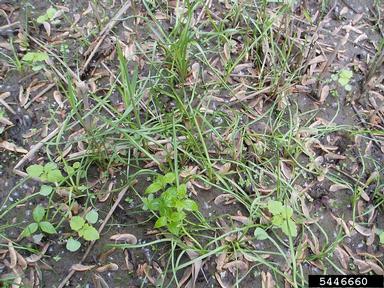 flowering rush, Butomus umbellatus  (Alismatales: Butomaceae) - 5446660