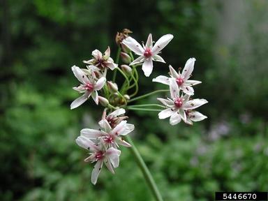 flowering rush, Butomus umbellatus  (Alismatales: Butomaceae) - 5446670