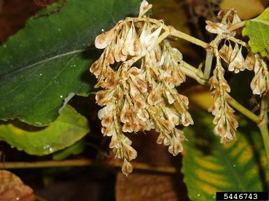 Bohemian knotweed, Fallopia x bohemica  (Polygonales: Polygonaceae) - 5446743