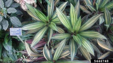 boatlily, Tradescantia spathacea  (Commelinales: Commelinaceae) - 5446748