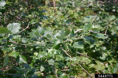 white poplar, Populus alba  (Salicales: Salicaceae) - 5446771