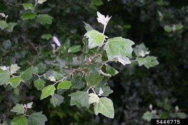 white poplar, Populus alba  (Salicales: Salicaceae) - 5446775