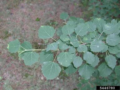 white poplar, Populus alba  (Salicales: Salicaceae) - 5446780