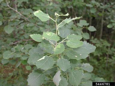 white poplar, Populus alba  (Salicales: Salicaceae) - 5446781