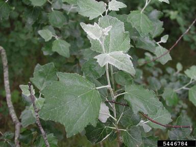 white poplar, Populus alba  (Salicales: Salicaceae) - 5446784