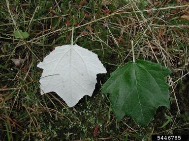 white poplar, Populus alba  (Salicales: Salicaceae) - 5446785