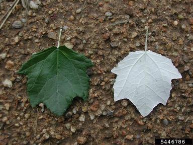 white poplar, Populus alba  (Salicales: Salicaceae) - 5446786