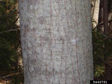 white poplar, Populus alba  (Salicales: Salicaceae) - 5446791