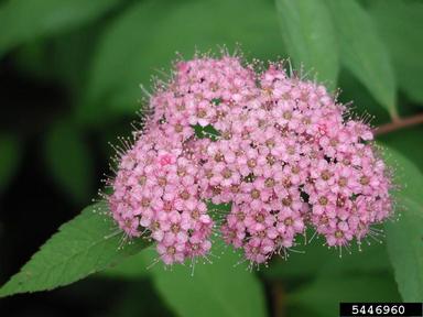 Japanese spiraea, Spiraea japonica  (Rosales: Rosaceae) - 5446960