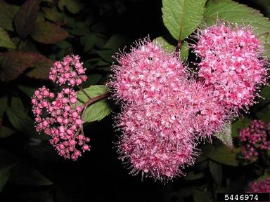Japanese spiraea, Spiraea japonica  (Rosales: Rosaceae) - 5446974