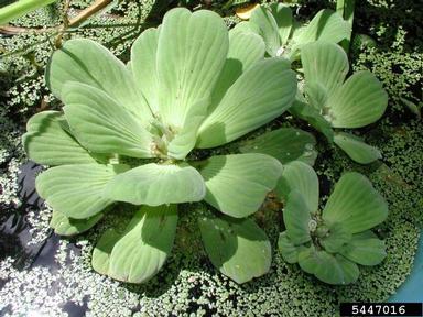 waterlettuce, Pistia stratiotes  (Arales: Araceae) - 5447016