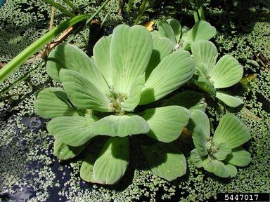 waterlettuce, Pistia stratiotes  (Arales: Araceae) - 5447017