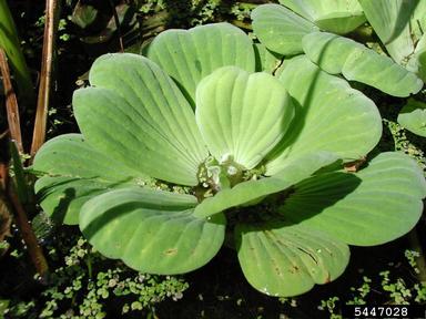 waterlettuce, Pistia stratiotes  (Arales: Araceae) - 5447028